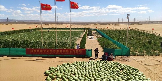 郑赛修护在腾格里沙漠创造 “绿色奇迹”用比传统节省50%的水让沙漠变绿洲