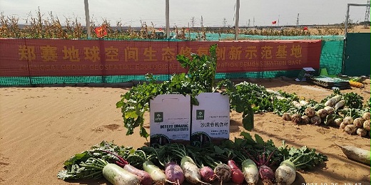 现代农业化肥过度使用的困境与郑赛沙漠改造的契机