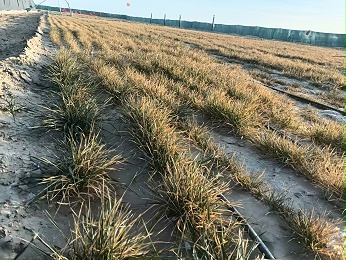 郑赛沙漠治理技术获验证：南疆重度盐碱地作物存活超五个月