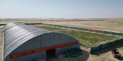 奇迹：新疆塔克拉玛干沙漠小麦6个月不浇水，仍然活着：