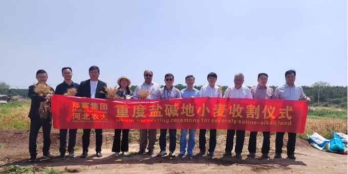 郑赛重度盐碱地小麦收割仪式